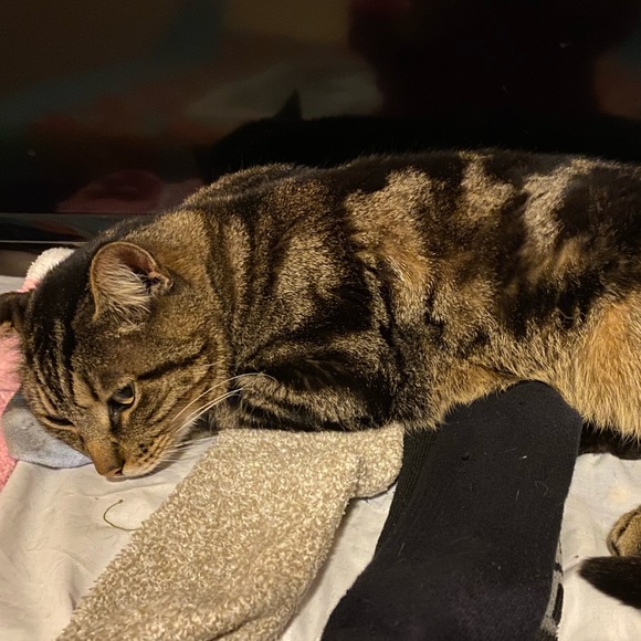 Meet your Posher, Robin. Thank you for stopping by and checking out my closet. - Picture 15 of 16